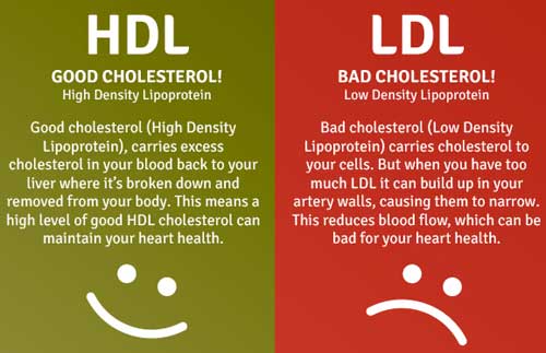 HDL and LDL the differences